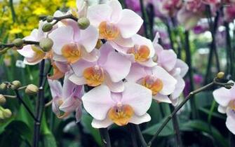White Orchids Wallpaper Flower