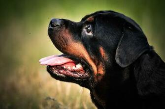 Wallpaper Animal Dog Rottweiler Head Nature Grass