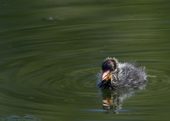Baby American Coot Image On The Wing Photography