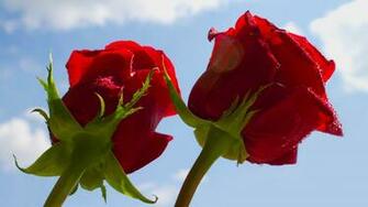 Red Rose HD Wallpaper Widescreen