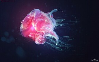Jellyfish Wallpaper HD