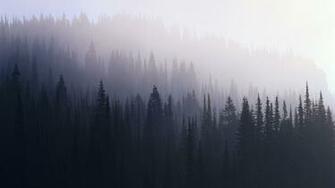 Foggy Evergreen Forest Wallpaper Landscapes Trees