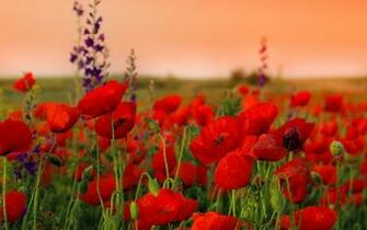 HD Pc Desktop Wallpaper Flowers