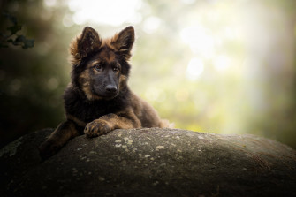 Puppy Baby Animal Dog German Shepherd 4k Ultra HD Wallpaper