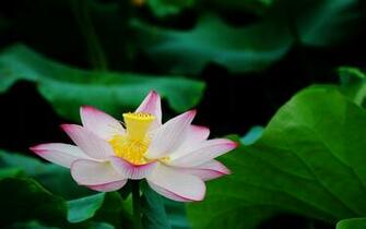 Lotus Flowers Wallpaper HD Topwallpaper
