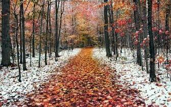 Frosty Morning Wallpaper And Image Pictures Photos