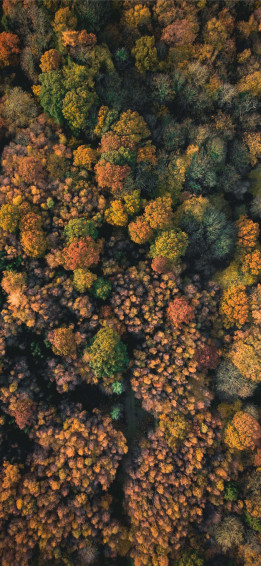 Green And Brown Wallpaper