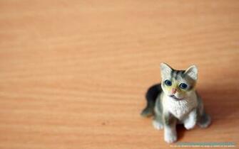 Cute Background Cool Animal Picture Widescreen Image Cat Animals