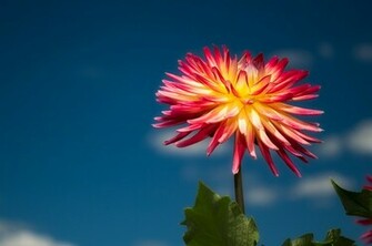 Dahlia Wallpaper