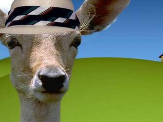 Funny Deer Wallpaper Animal