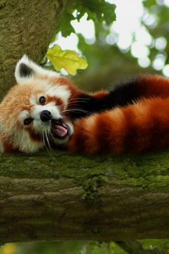 Red Panda iPhone Wallpaper