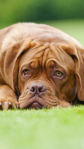 Wallpaper Dogue De Bordeaux Dog Lawn Samsung