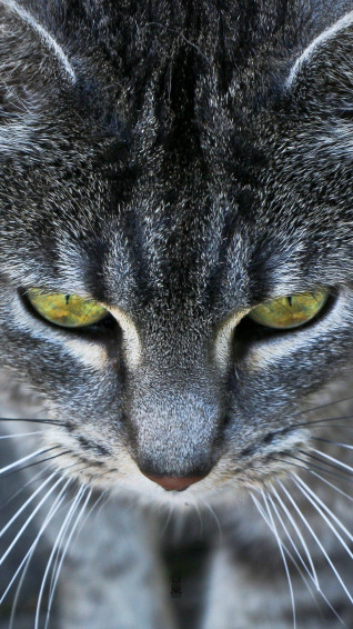 Cat iPhone Wallpaper