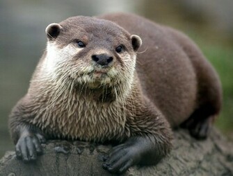 Sea Otter Common Enhydra Lutris The Asian
