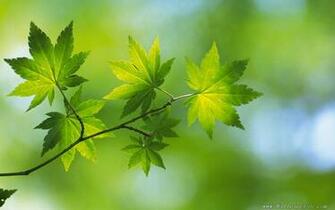 Wallpaper High Resolution Spring Green Leaves