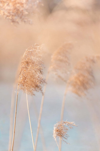 A Natural Sea Of Pampas Grass Spreading Across The Drey Wallpaper