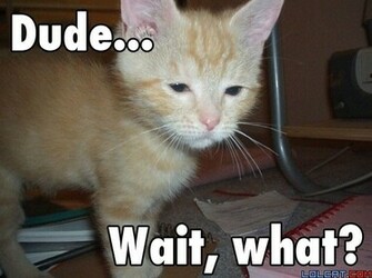 Lolcats High Resolution Wallpaper