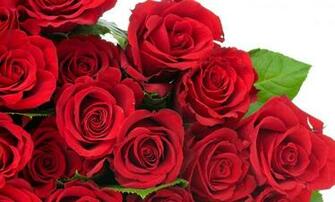 Rose Day Wallpaper First HD