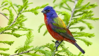 Beautiful Birds Wallpaper