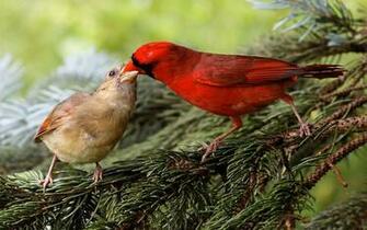 Red Bird Wallpaper
