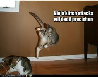 Funny Compilation Of Lol Cats Part I Like To Waste My Time
