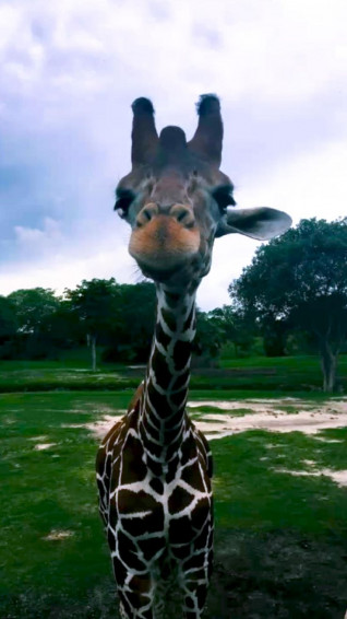 Giraffe Aesthetic Wallpaper For Safari And Zoo Enthusiasts