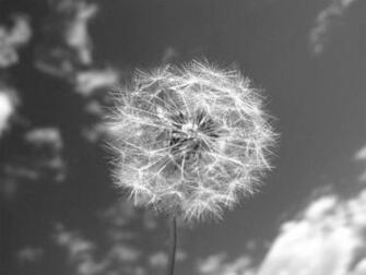 Black And White Wallpaper Dandelion Sky