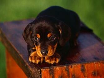 Home Dog Wallpaper Desktop