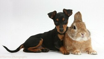 HD Wallpaper Angry Rottweiler X Kb Jpeg