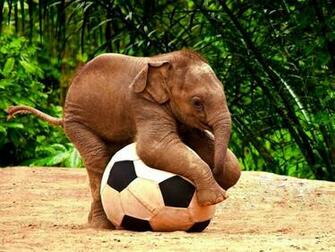 Baby Elephant Wallpaper Which Is Under The