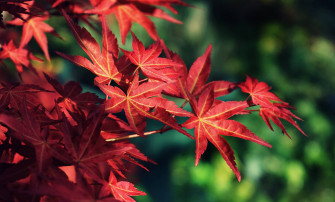 Maples Leaves Wallpaper