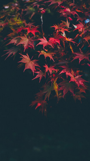 Red iPhone Wallpaper