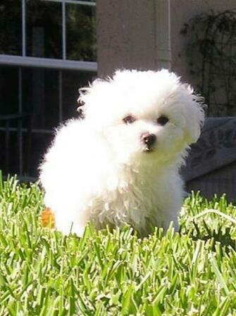 Cute Aidi Puppy Photo And Wallpaper Beautiful