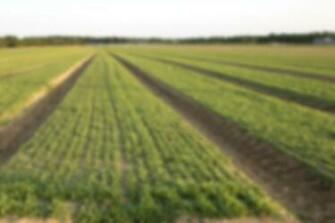 Staff Nc Farmworker Health Program