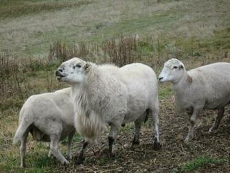 KataHDin Sheep Desktop Background Hivewallpaper