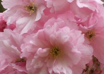 Pink Spring Desktop Pc And Mac Wallpaper