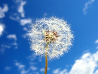 Tag Dandelion Flowers Wallpaper Background Paos Image And