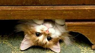 Funny Cat Wallpaper HD