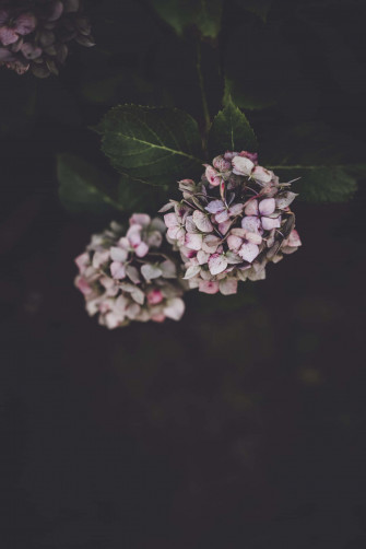 A Moody Delicate Hydrangea Flower Aln0107iig3p5796 Wallpaper