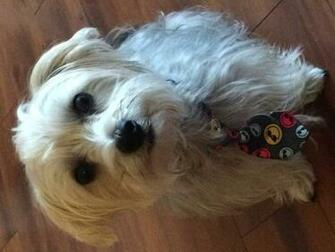 Image Morkies Photo