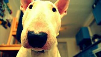 Bull Terrier Wallpaper L79w6mo 4usky