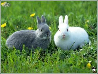 Rabbit Desktop Pc And Mac Wallpaper