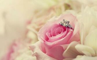 Pink Rose Wallpaper High Definition Quality Widescreen
