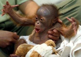 Best Wallpaper Cute Baby Monkeys