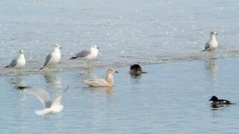 File Iceland Gull Carlyle Lake Illinois Jpg