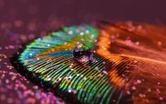 Wallpaper Of Peacock Feathers HD