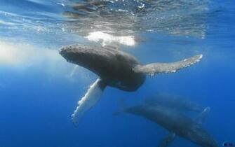 Wallpaper Humpback Whales Hawaii X Widescreen Desktop