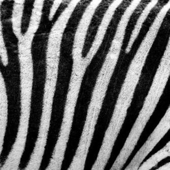 Zebra Texture Wallpaper For iPad And Galaxy Tab Tablet
