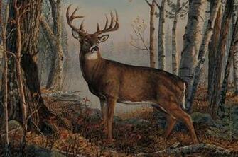 Beautiful Buck Wallpaper