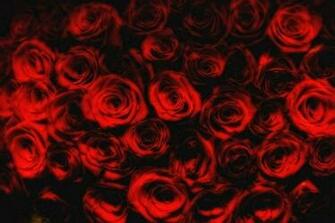 Red Passion Wallpaper Nature And Landscape